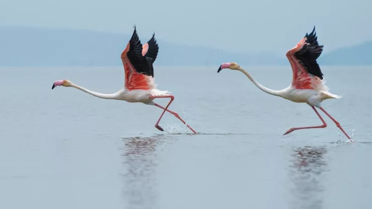 Facts About Flamingos