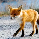 Facts About Foxes |