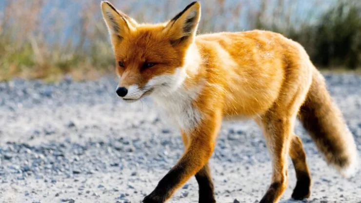 Facts About Foxes |