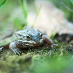 Facts About Frogs | machine learning