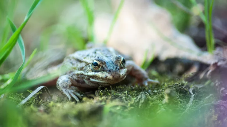Facts About Frogs | Nature