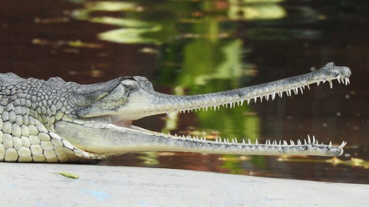 Facts About Gharials