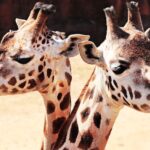 Photography Of Two Giraffes