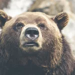 Facts About Grizzly Bears | Creeper
