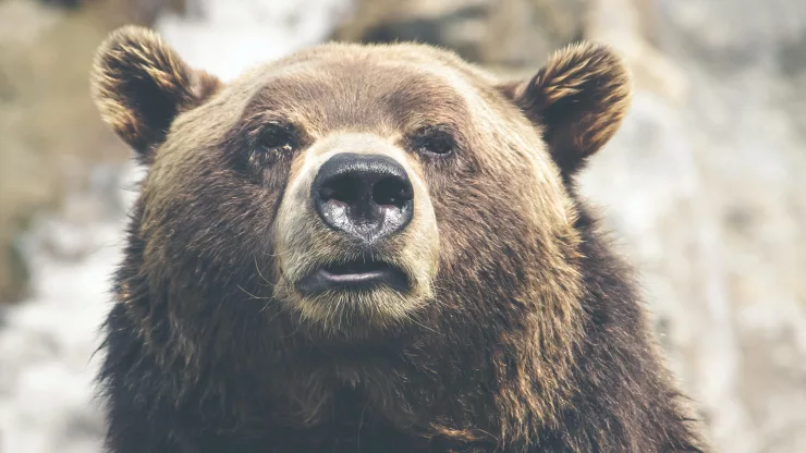 Facts About Grizzly Bears | Nature