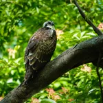 Facts About Hawks | Machine Learning
