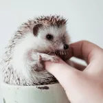 Facts About Hedgehogs |