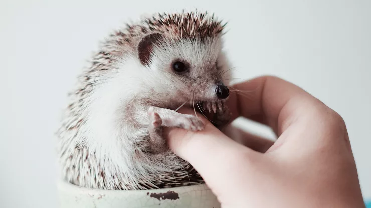 Facts About Hedgehogs |
