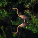 Facts About Herons