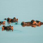 Facts About Hippos | Hoverbike