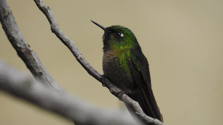 Facts About Hummingbirds |