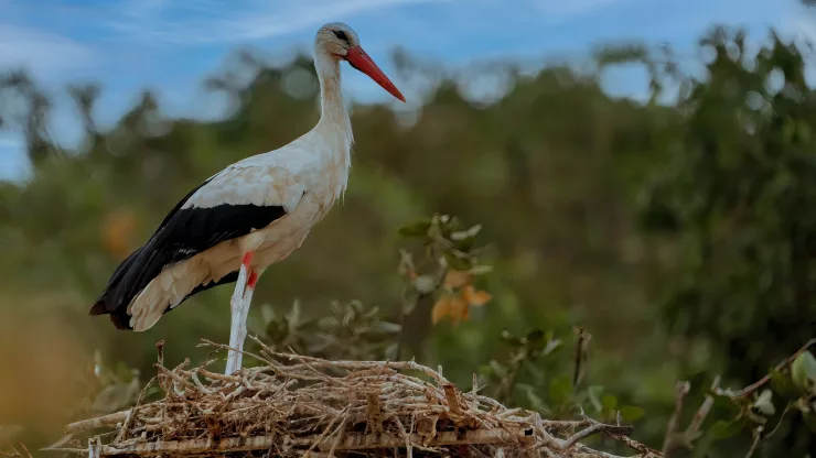 Facts About Ibises |