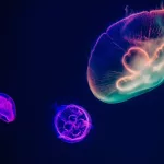 Facts About Jellyfish