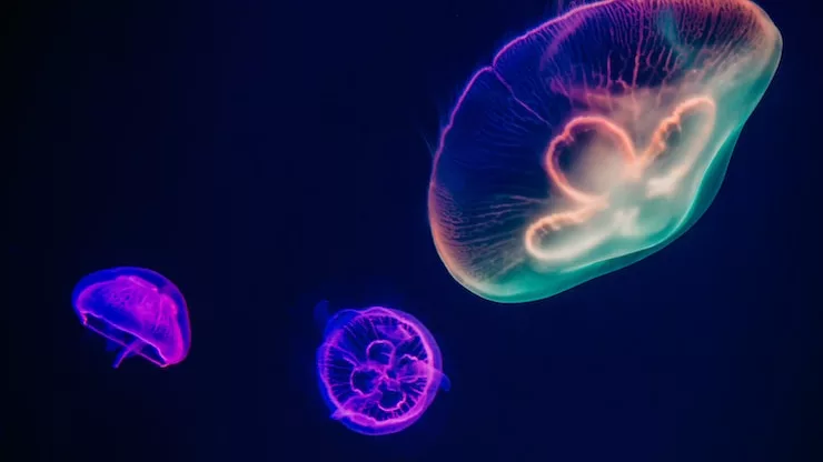 Facts About Jellyfish