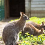 Facts About Kangaroos |