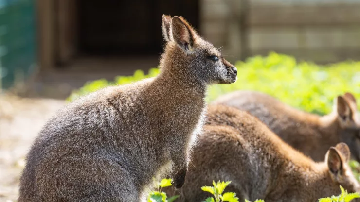 Facts About Kangaroos | Fun Facts About Animals