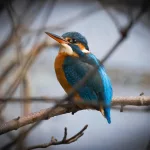 Facts About Kingfishers | Stew Leonard'S