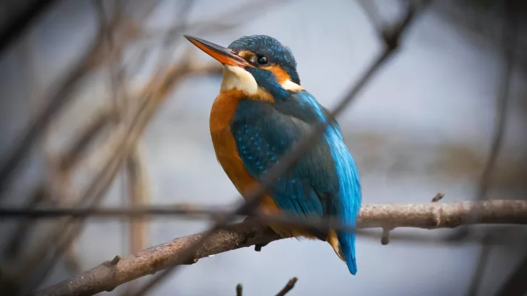 Facts About Kingfishers |