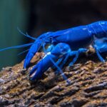 Facts About Lobsters