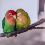 Facts About Lovebirds |