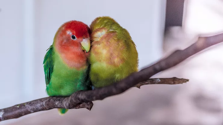 Facts About Lovebirds | Nature