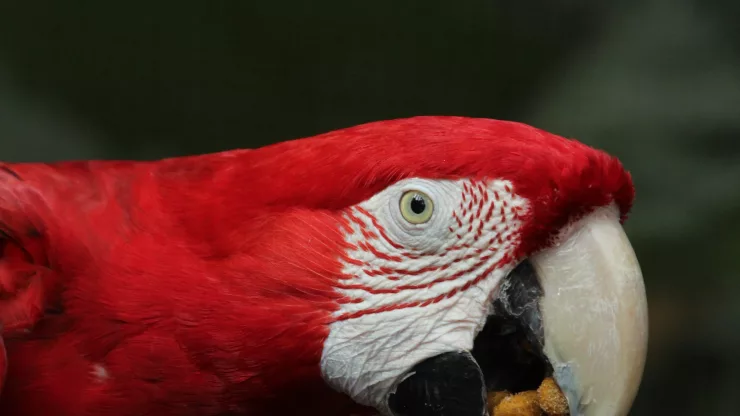 Facts About Macaws |