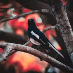 Facts About Magpies |