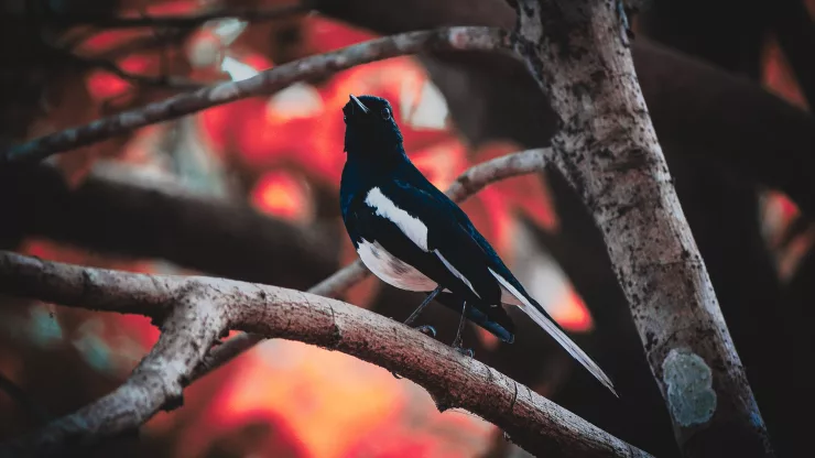 Facts About Magpies |