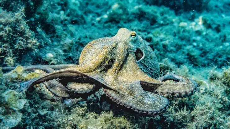 Facts About Octopuses
