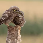 Facts About Owls | Stew Leonard'S