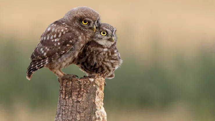 Facts About Owls |