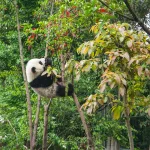 Facts About Panda Bears |