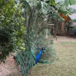 Facts About Peacocks |