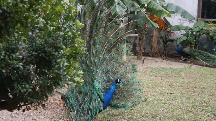 Facts About Peacocks |