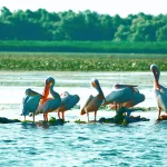 Facts About Pelicans |