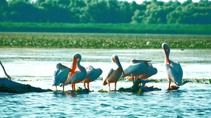 Facts About Pelicans |
