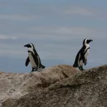Facts About Penguins |