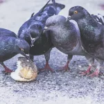 Facts About Pigeons |