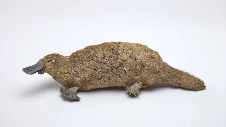 Facts About Platypuses