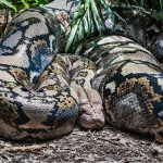 Facts About Pythons