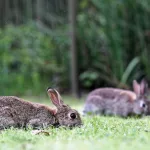 Facts About Rabbits | Chinese Food
