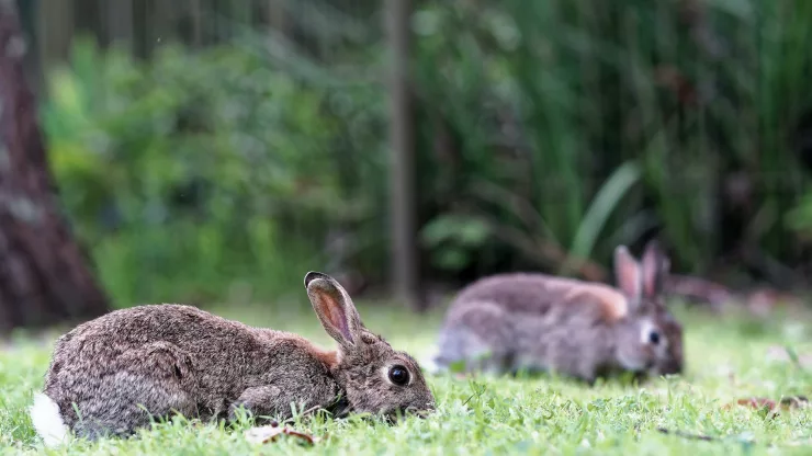 Facts About Rabbits |