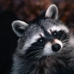 Facts About Raccoons