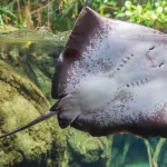 Facts About Rays