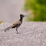 Facts About Roadrunners