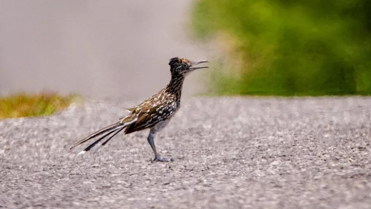 Facts About Roadrunners