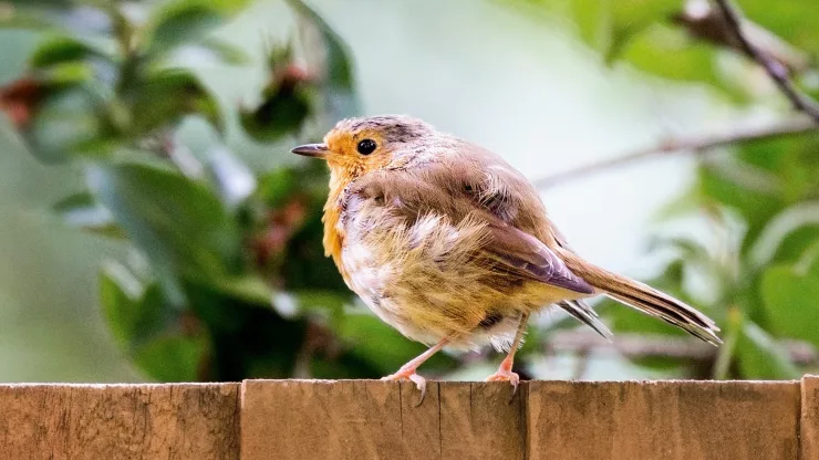Facts About Robins |