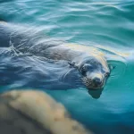 Facts About Sea Lions