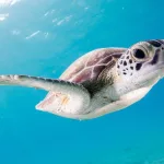Facts About Sea Turtles