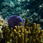 Facts About Sea Urchins